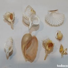 Coleccionismo de moluscos: BONITO LOTE DE CARACOLAS MARINAS. Lote 402179999