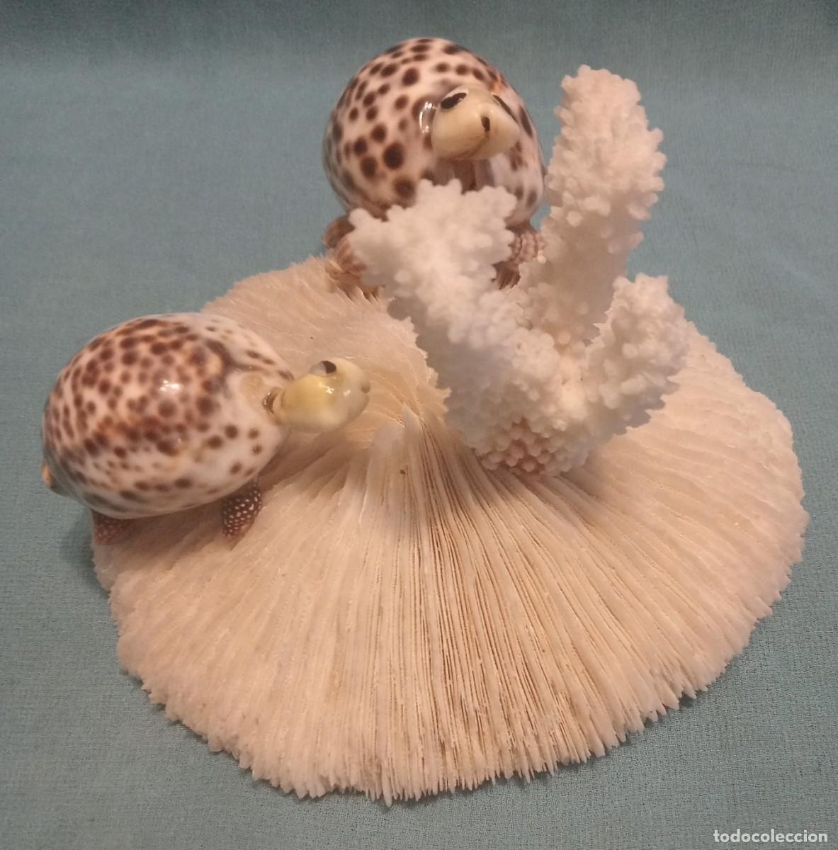 Coleccionismo de moluscos: CORAL CON CARACOLAS - Foto 2