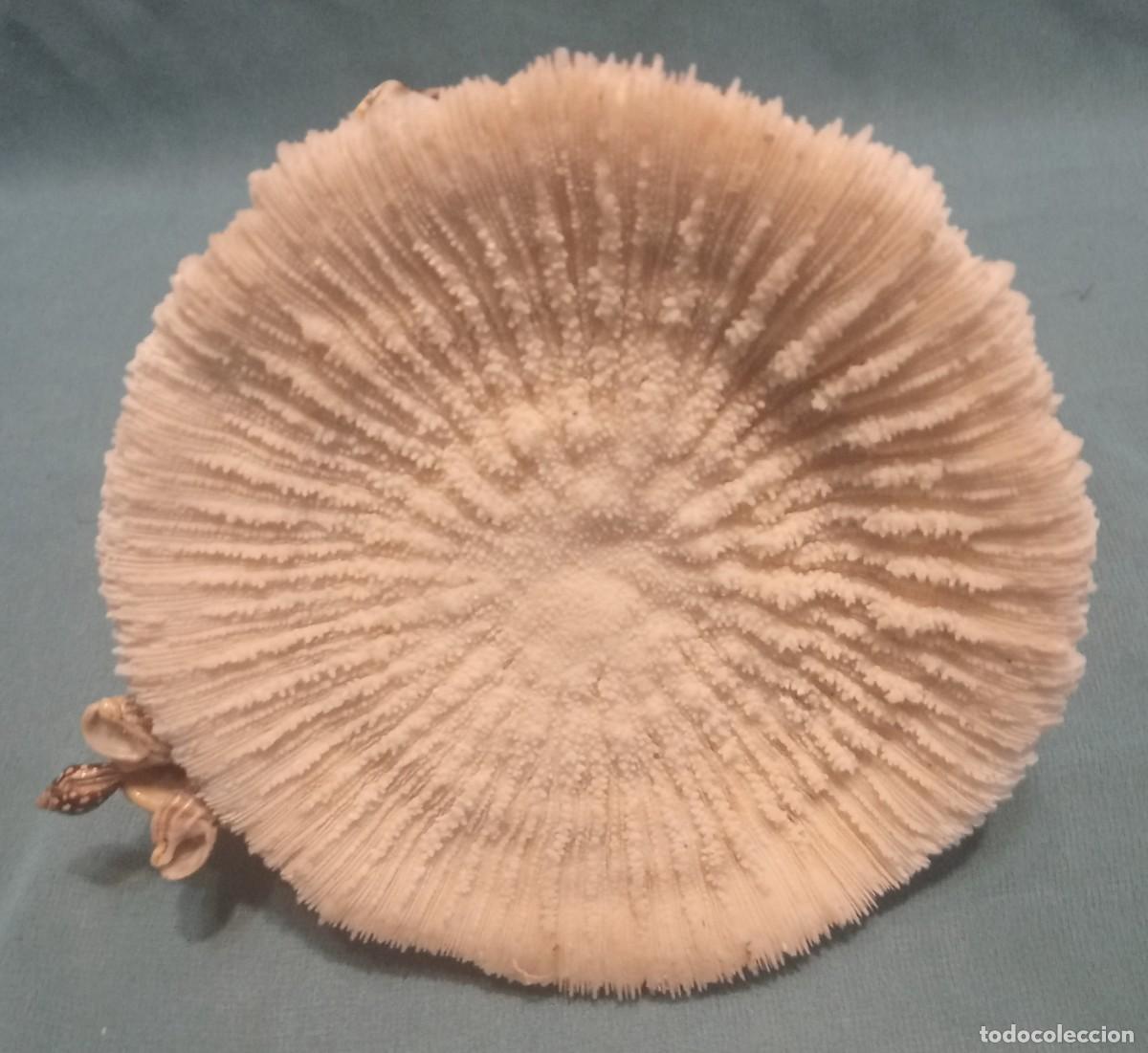 Coleccionismo de moluscos: CORAL CON CARACOLAS - Foto 3