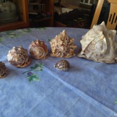 Coleccionismo de moluscos: COLECCION DE CARACOLAS DE MAR CASCO ROJO CYPRAECASSIS RUFA, 5 Y UNA CYPRAEA TIGRIS