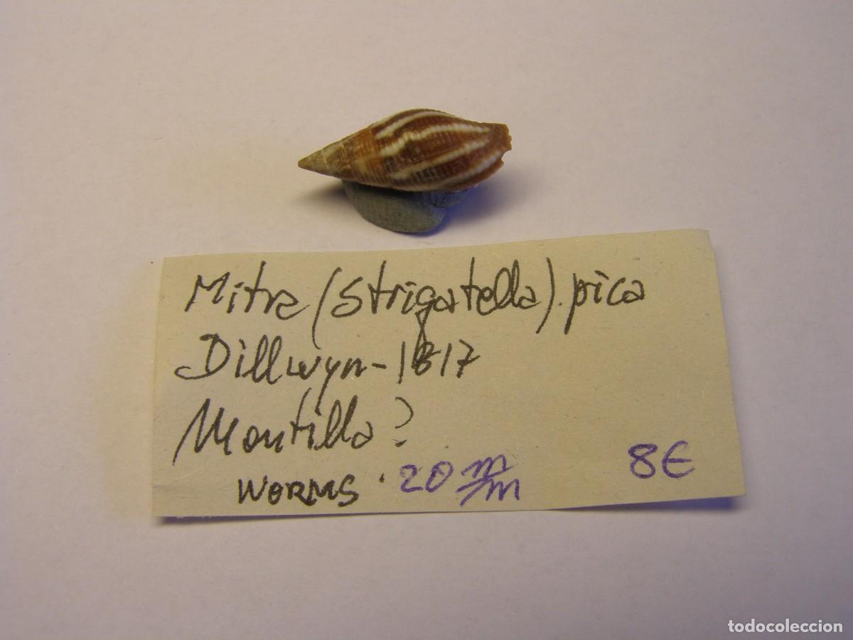 Coleccionismo de moluscos: Caracol snail shell mitra pica. - Foto 1