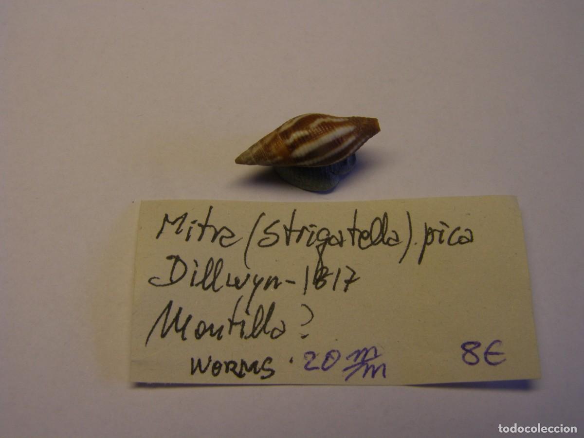 Coleccionismo de moluscos: Caracol snail shell mitra pica. - Foto 2