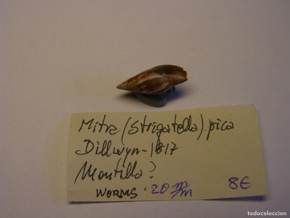 Coleccionismo de moluscos: Caracol snail shell mitra pica. - Foto 3