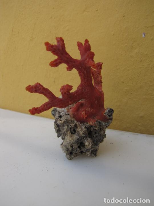 Coleccionismo de moluscos: 69.- Rama de coral rojo - Foto 2