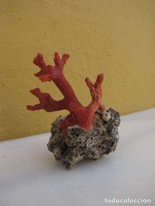 Coleccionismo de moluscos: 69.- Rama de coral rojo - Foto 3