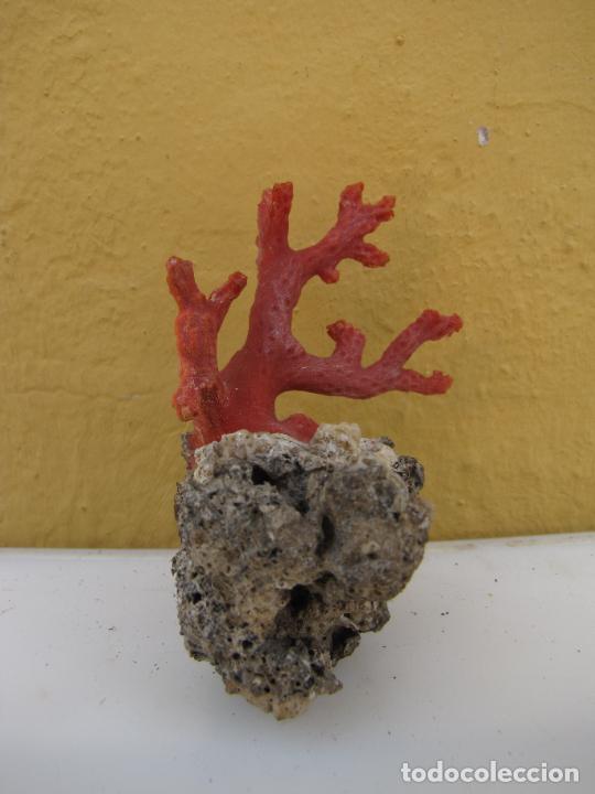 Coleccionismo de moluscos: 69.- Rama de coral rojo - Foto 4