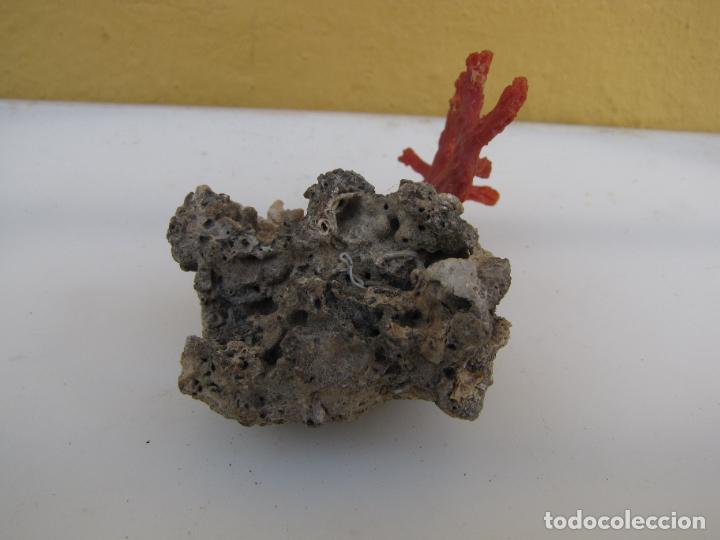Coleccionismo de moluscos: 69.- Rama de coral rojo - Foto 5