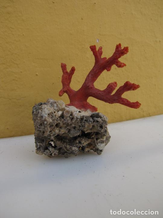 Coleccionismo de moluscos: 69.- Rama de coral rojo - Foto 1