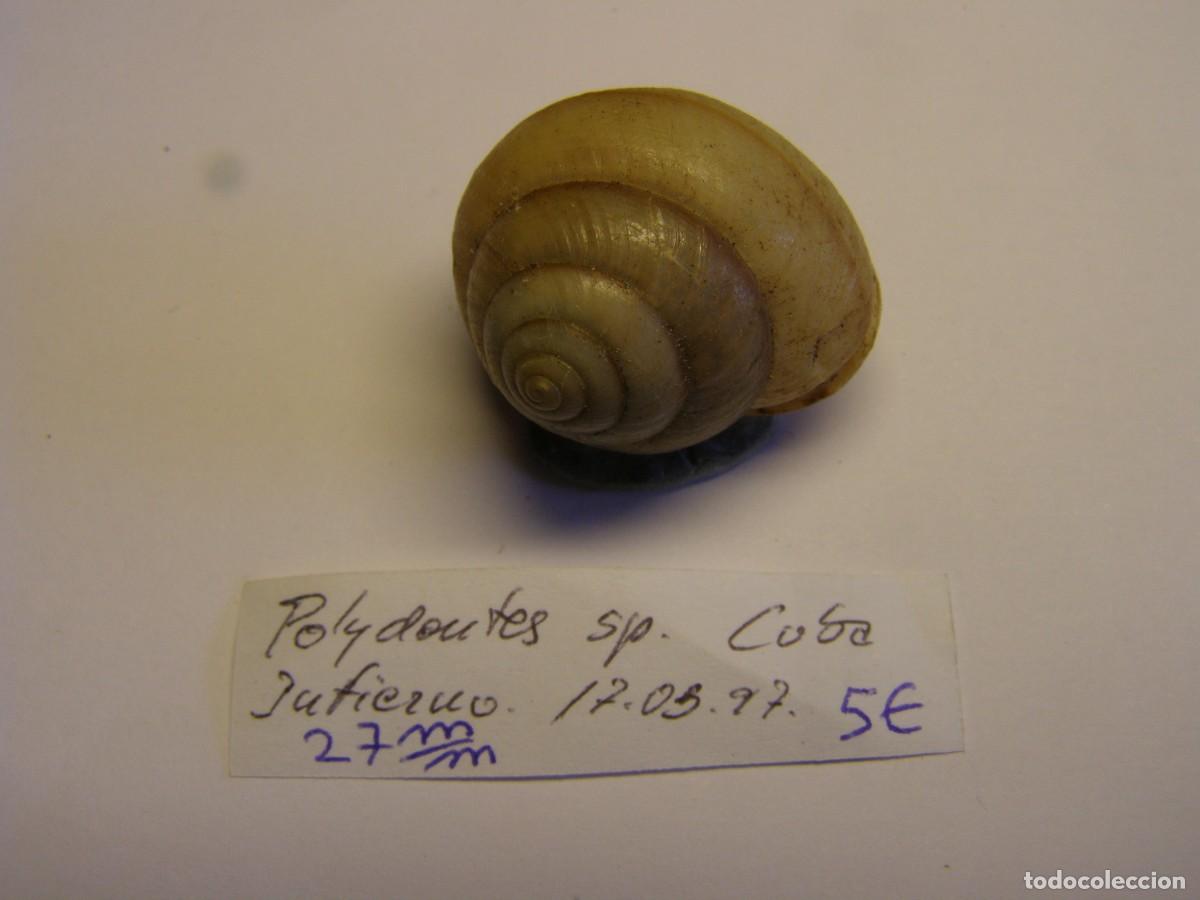 Coleccionismo de moluscos: Caracol snail shell polydontes sp. Cuba. - Foto 1