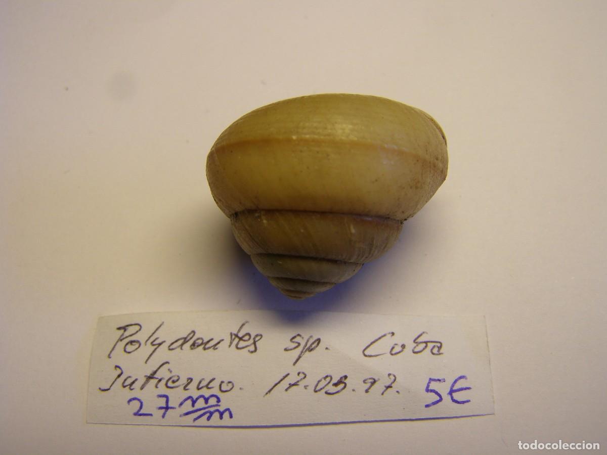 Coleccionismo de moluscos: Caracol snail shell polydontes sp. Cuba. - Foto 2