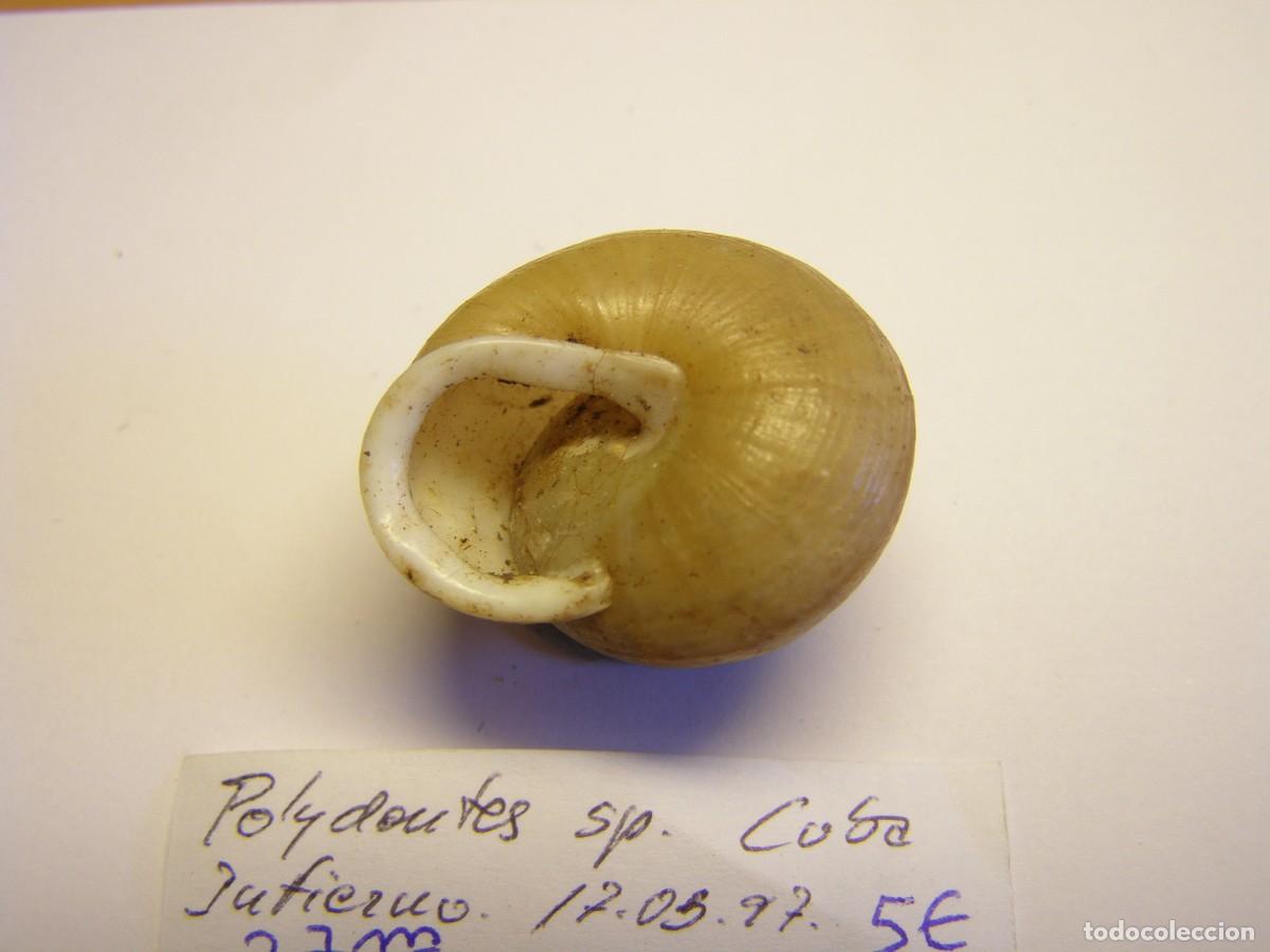Coleccionismo de moluscos: Caracol snail shell polydontes sp. Cuba. - Foto 3