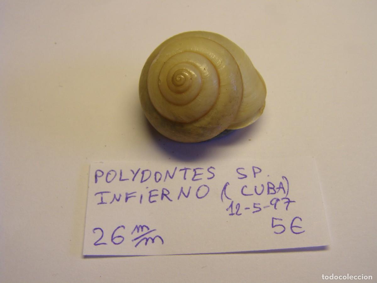 Coleccionismo de moluscos: Caracol snail shell polydontes sp. Cuba. - Foto 1