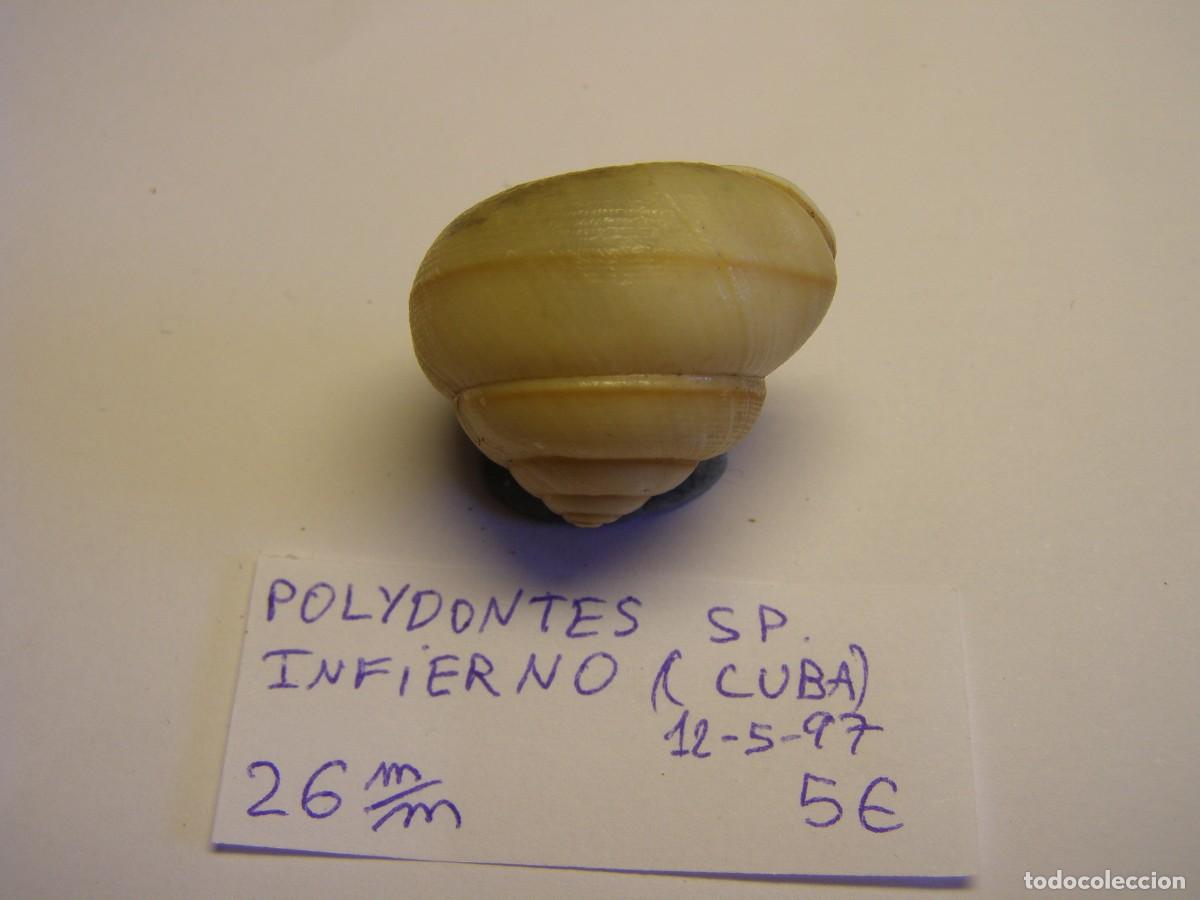 Coleccionismo de moluscos: Caracol snail shell polydontes sp. Cuba. - Foto 2