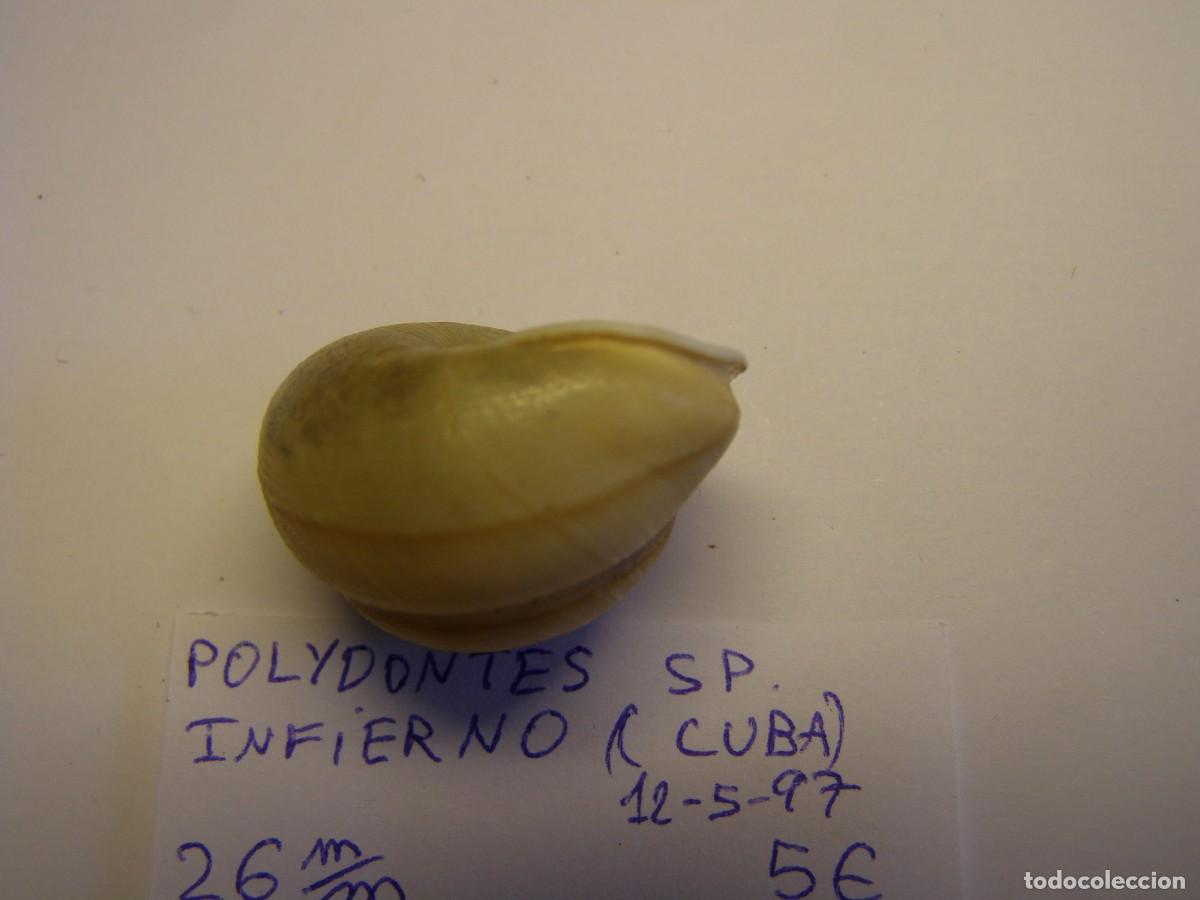 Coleccionismo de moluscos: Caracol snail shell polydontes sp. Cuba. - Foto 3