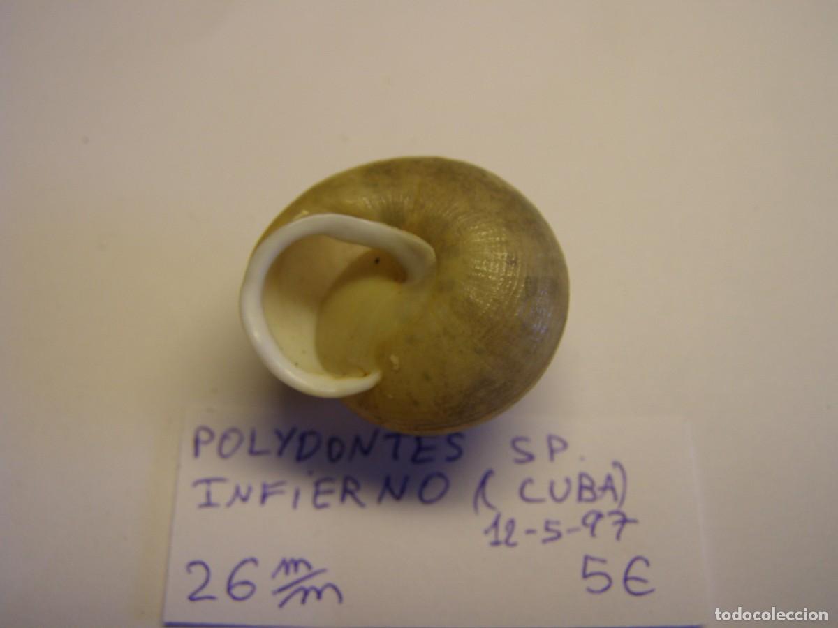Coleccionismo de moluscos: Caracol snail shell polydontes sp. Cuba. - Foto 4