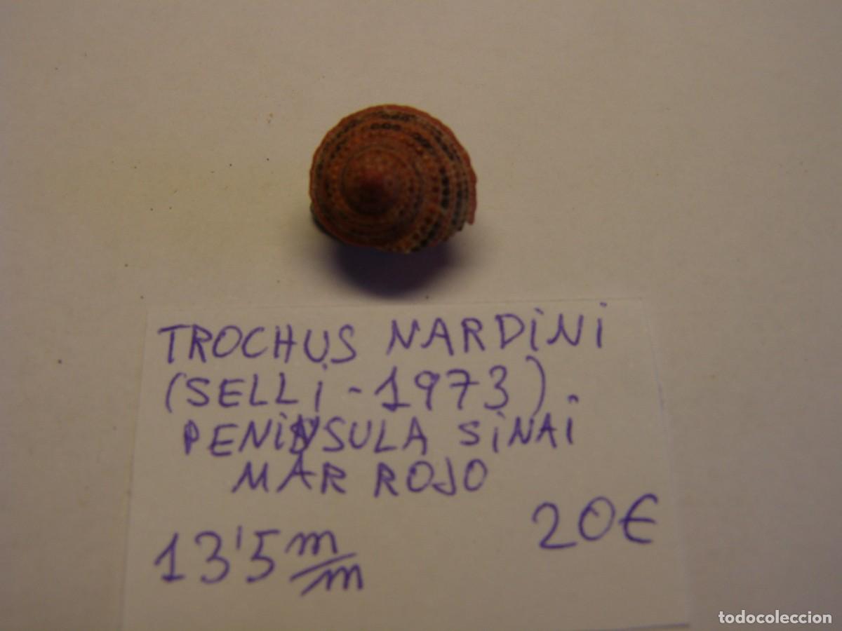 Coleccionismo de moluscos: Caracol snail shell trochus nardini. Mar Rojo. - Foto 1