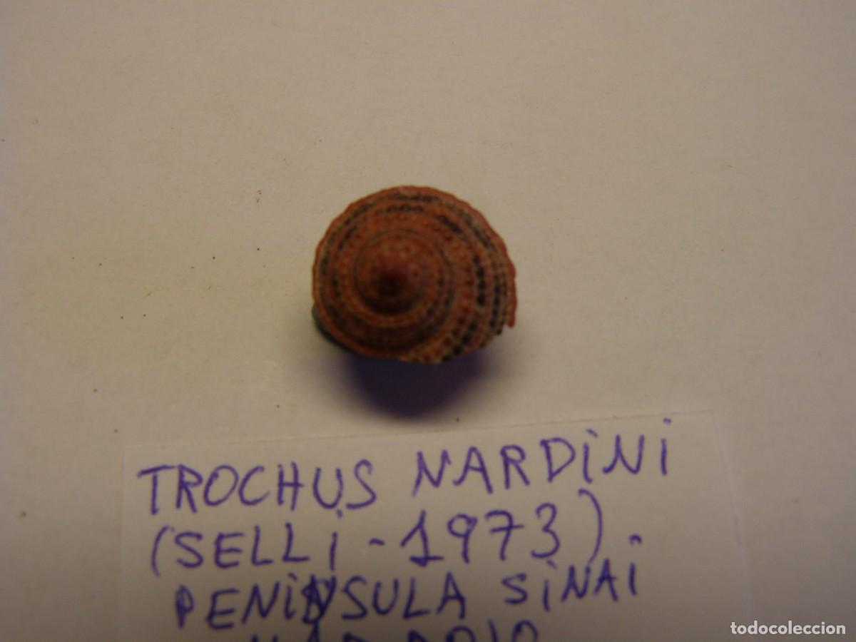 Coleccionismo de moluscos: Caracol snail shell trochus nardini. Mar Rojo. - Foto 2