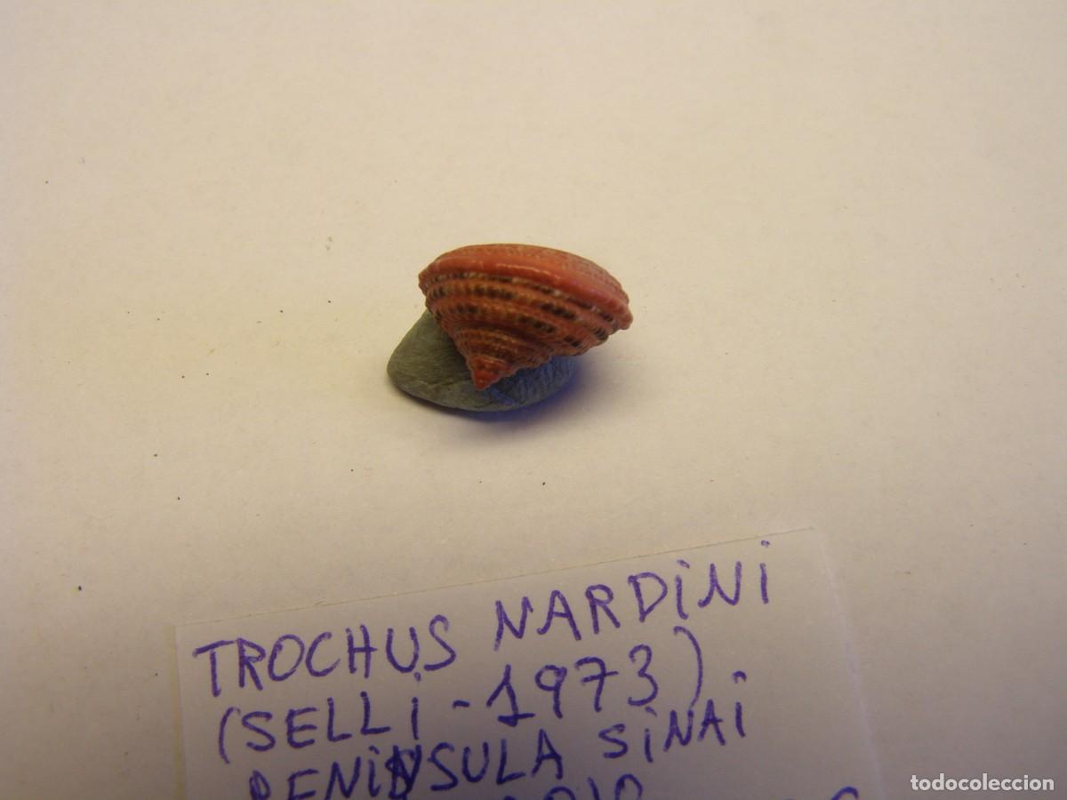 Coleccionismo de moluscos: Caracol snail shell trochus nardini. Mar Rojo. - Foto 3