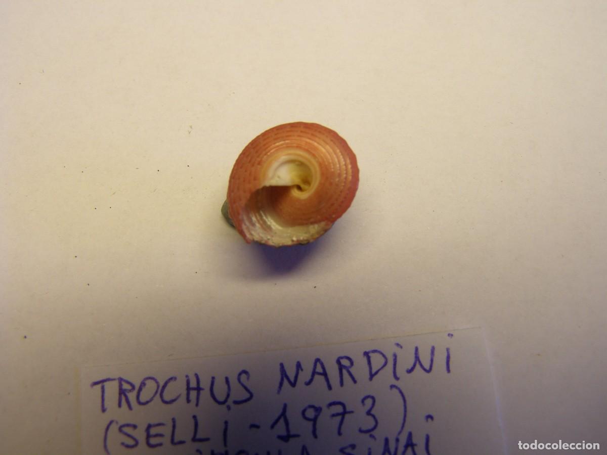 Coleccionismo de moluscos: Caracol snail shell trochus nardini. Mar Rojo. - Foto 4