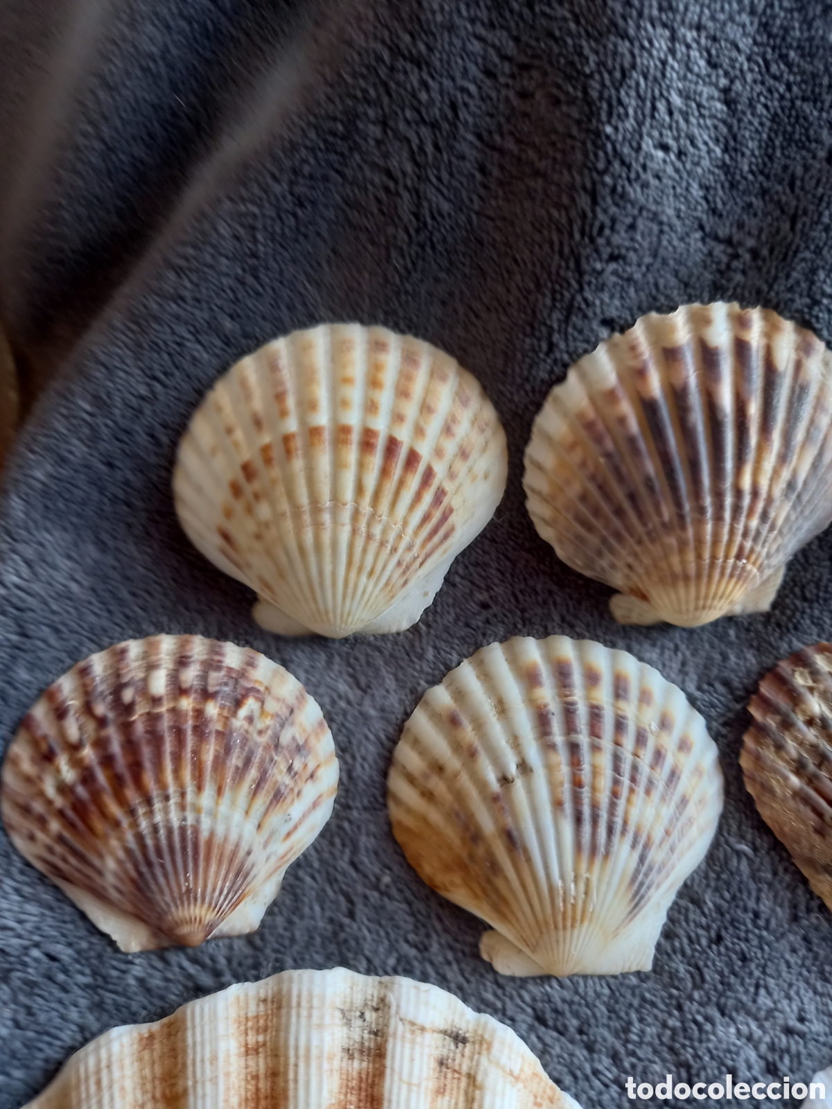 Coleccionismo de moluscos: LOTE DE CONCHAS - Foto 2