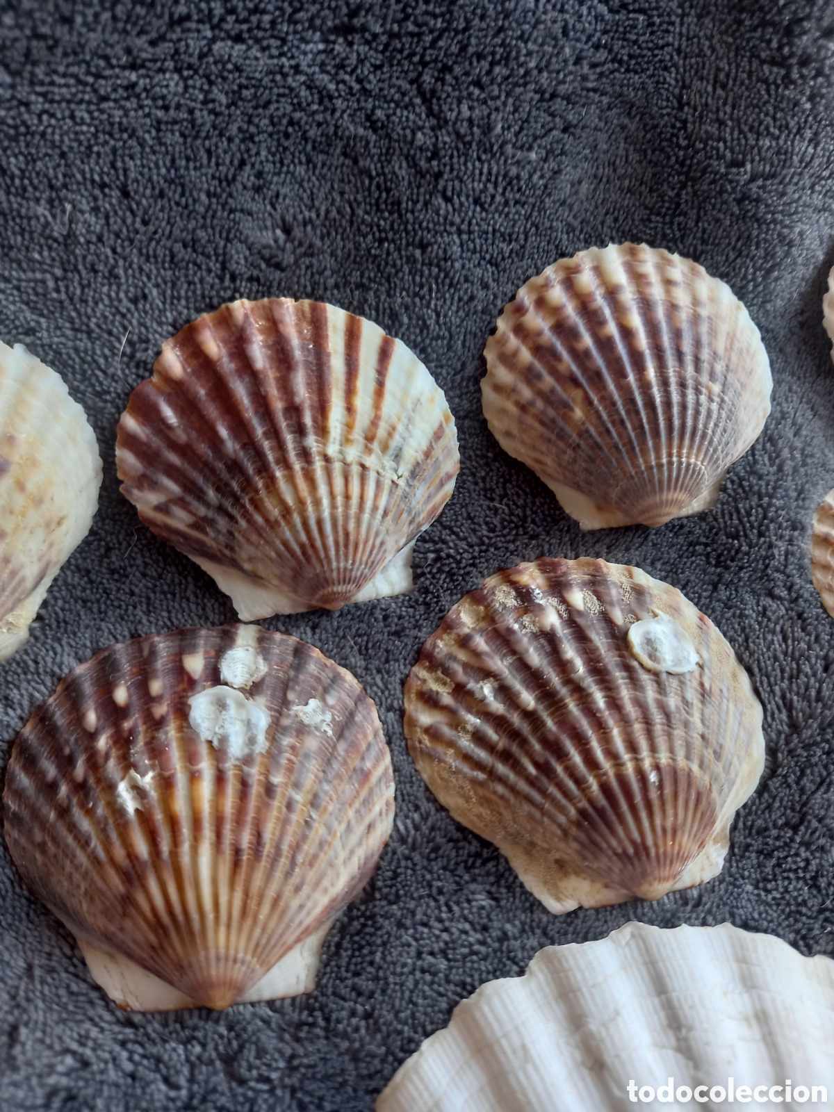 Coleccionismo de moluscos: LOTE DE CONCHAS - Foto 3