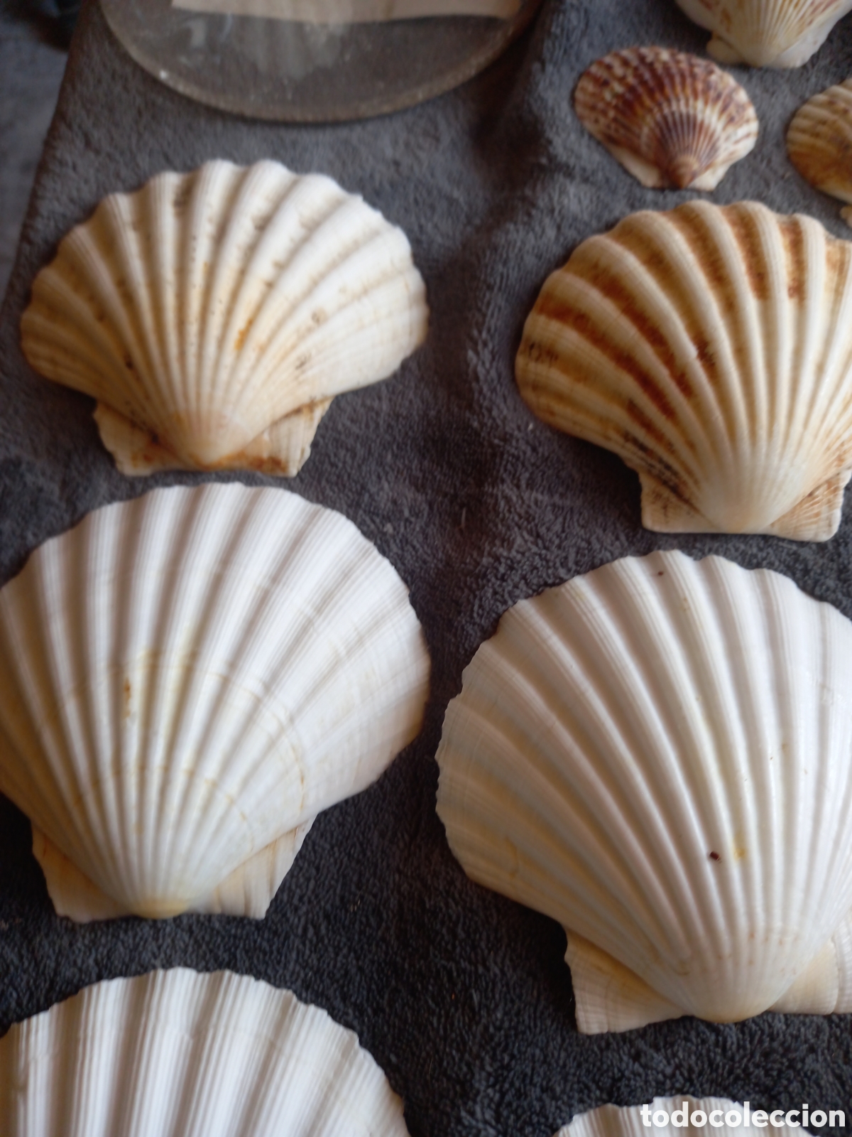 Coleccionismo de moluscos: LOTE DE CONCHAS - Foto 4