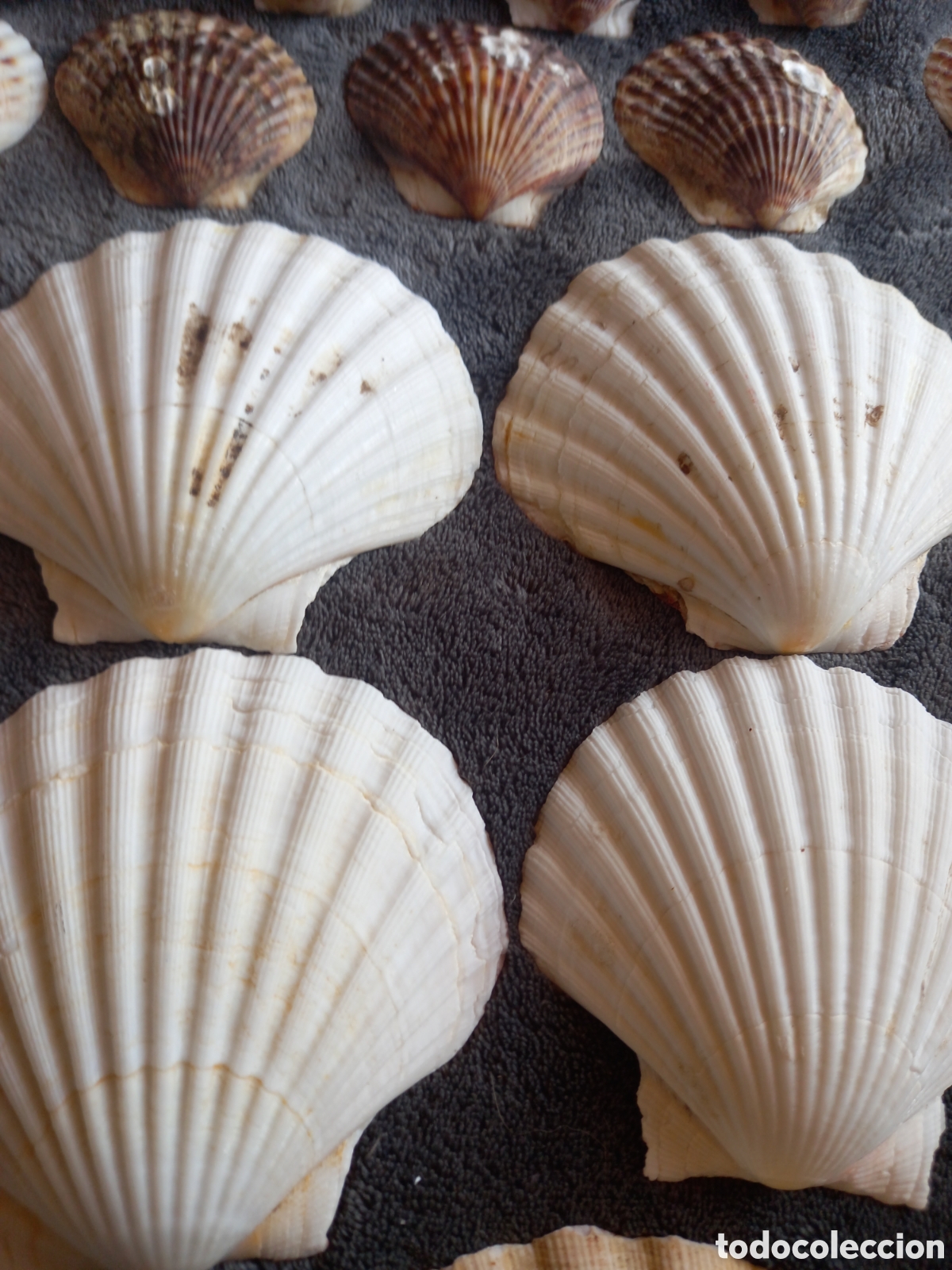 Coleccionismo de moluscos: LOTE DE CONCHAS - Foto 5
