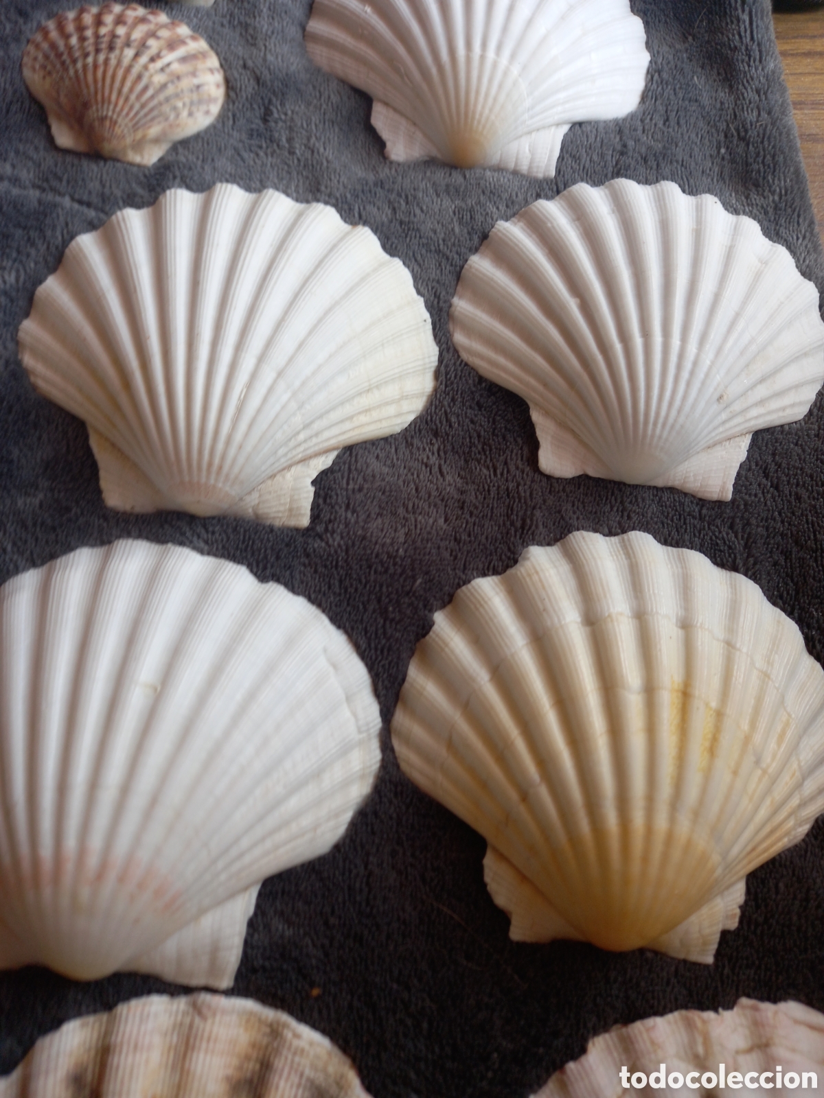 Coleccionismo de moluscos: LOTE DE CONCHAS - Foto 6