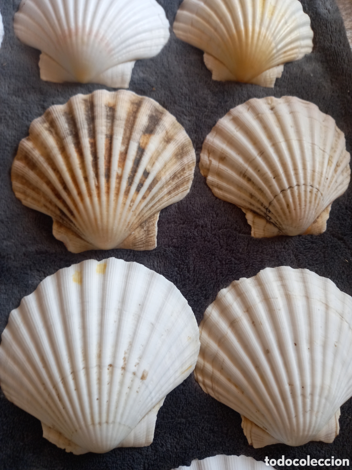 Coleccionismo de moluscos: LOTE DE CONCHAS - Foto 7