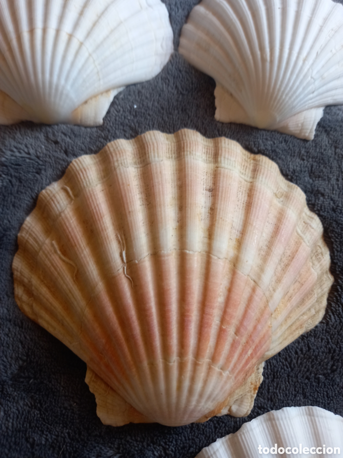 Coleccionismo de moluscos: LOTE DE CONCHAS - Foto 8
