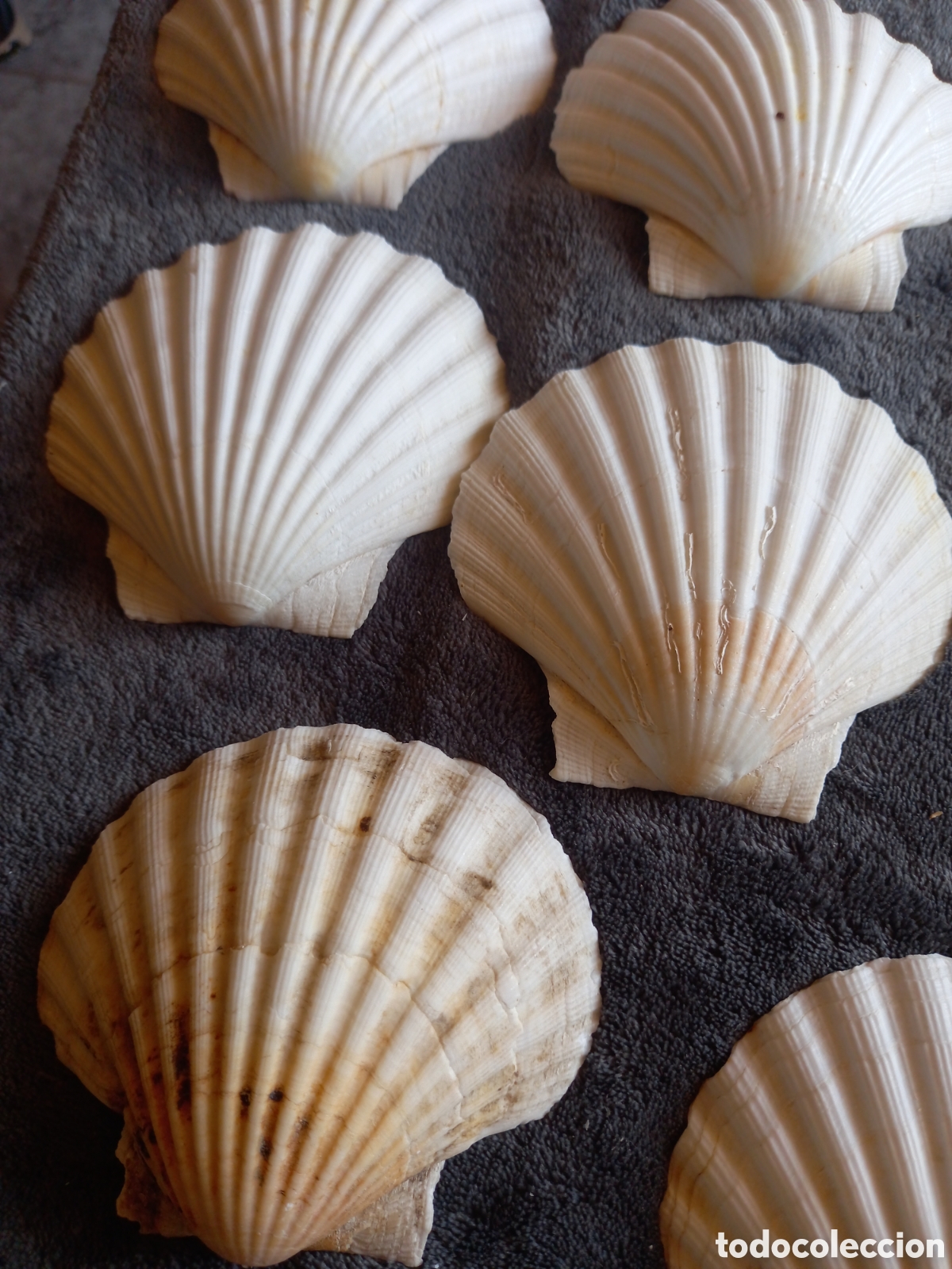 Coleccionismo de moluscos: LOTE DE CONCHAS - Foto 9