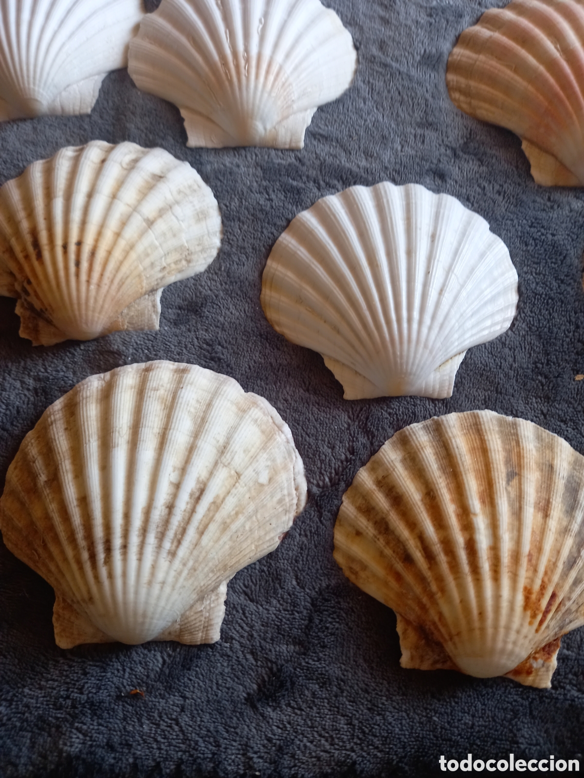 Coleccionismo de moluscos: LOTE DE CONCHAS - Foto 10