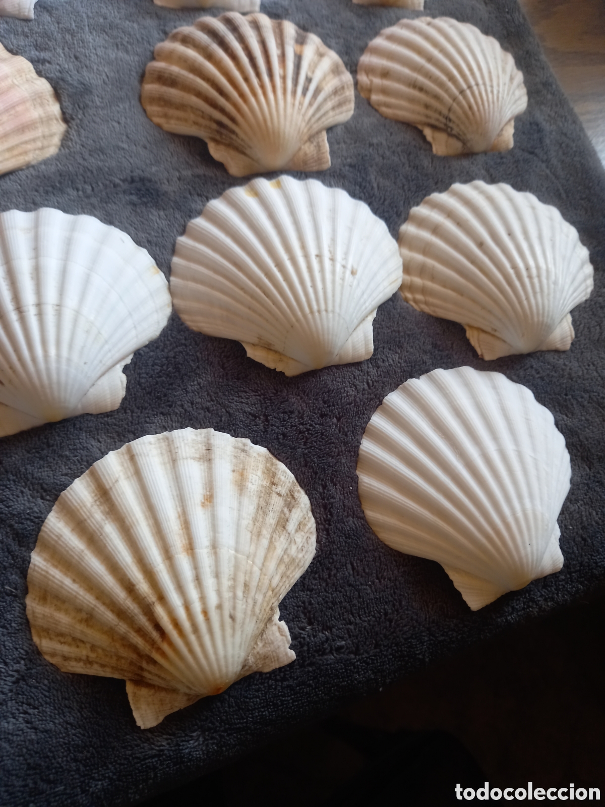 Coleccionismo de moluscos: LOTE DE CONCHAS - Foto 11