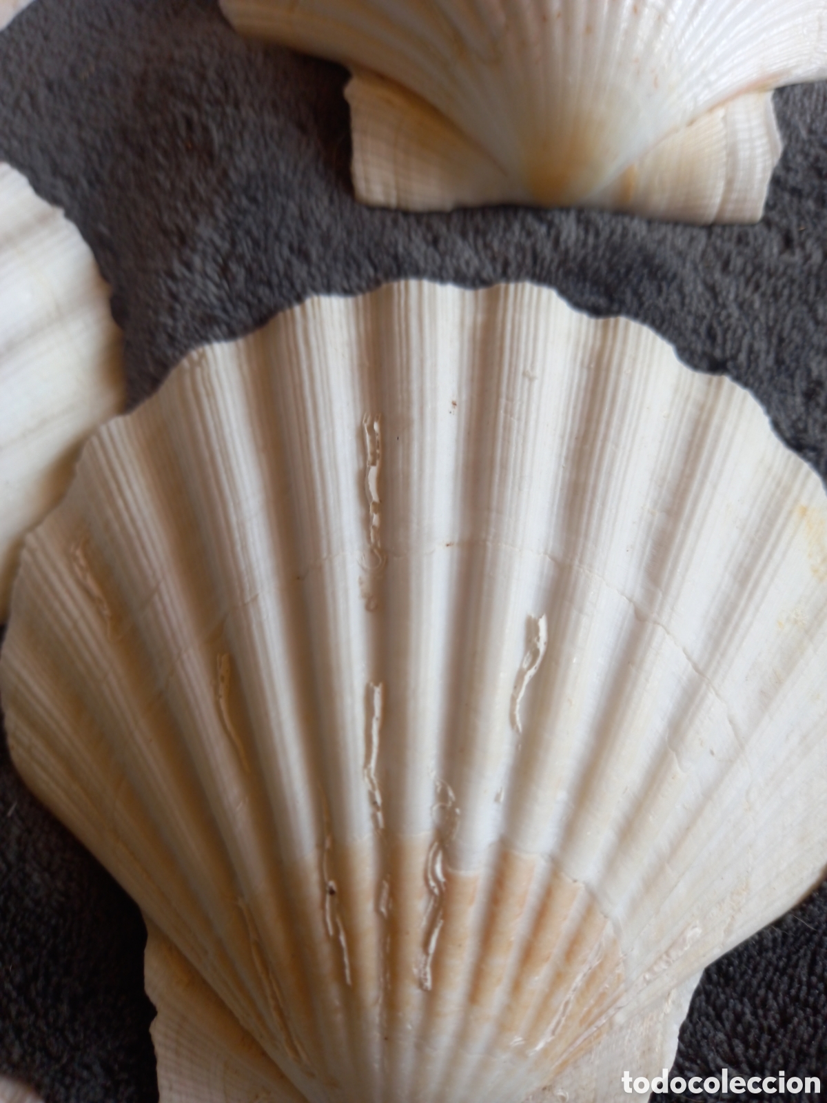 Coleccionismo de moluscos: LOTE DE CONCHAS - Foto 12
