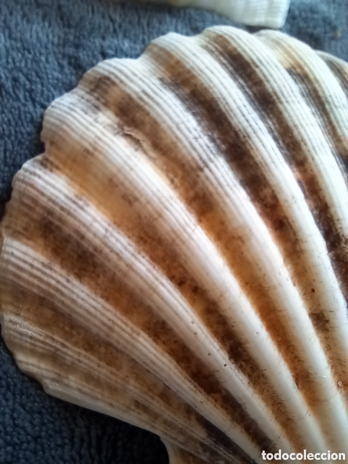 Coleccionismo de moluscos: LOTE DE CONCHAS - Foto 13