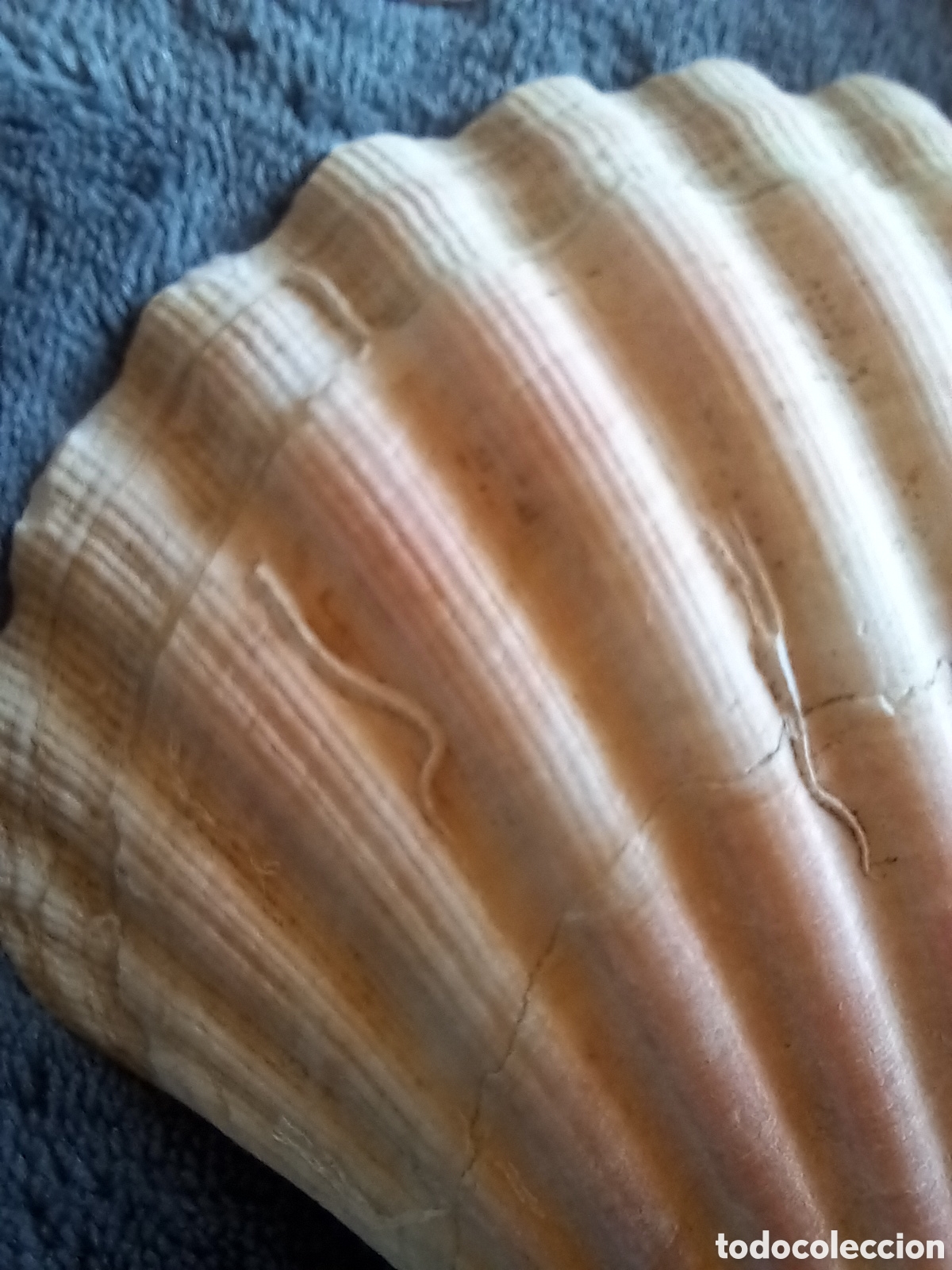 Coleccionismo de moluscos: LOTE DE CONCHAS - Foto 14