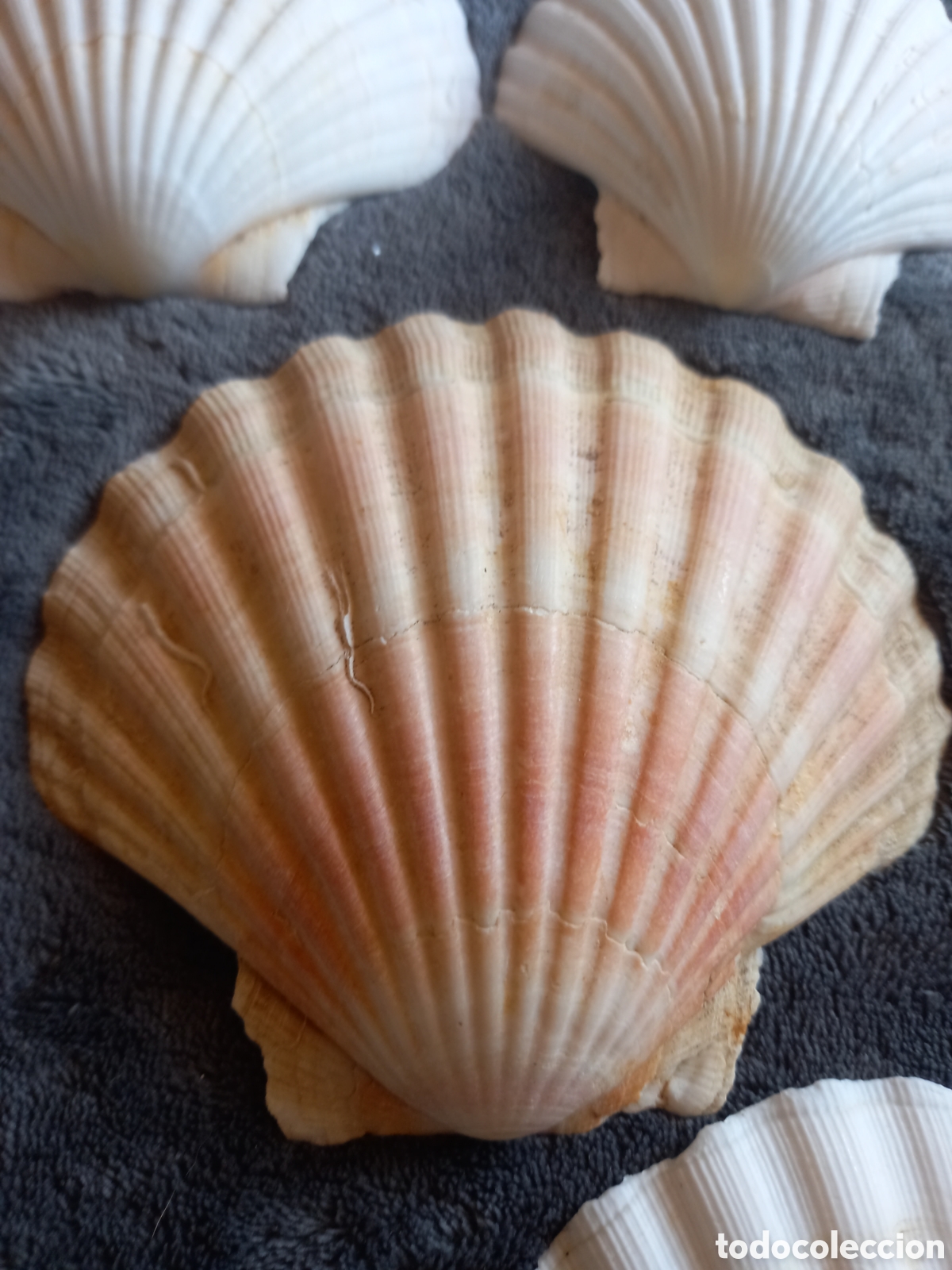 Coleccionismo de moluscos: LOTE DE CONCHAS - Foto 15
