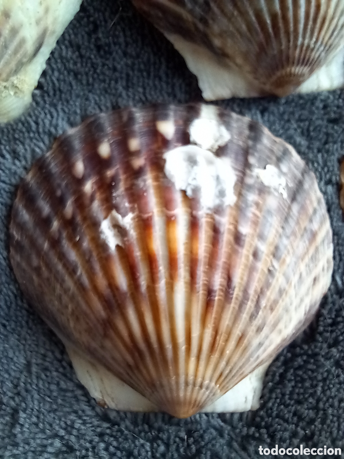 Coleccionismo de moluscos: LOTE DE CONCHAS - Foto 16