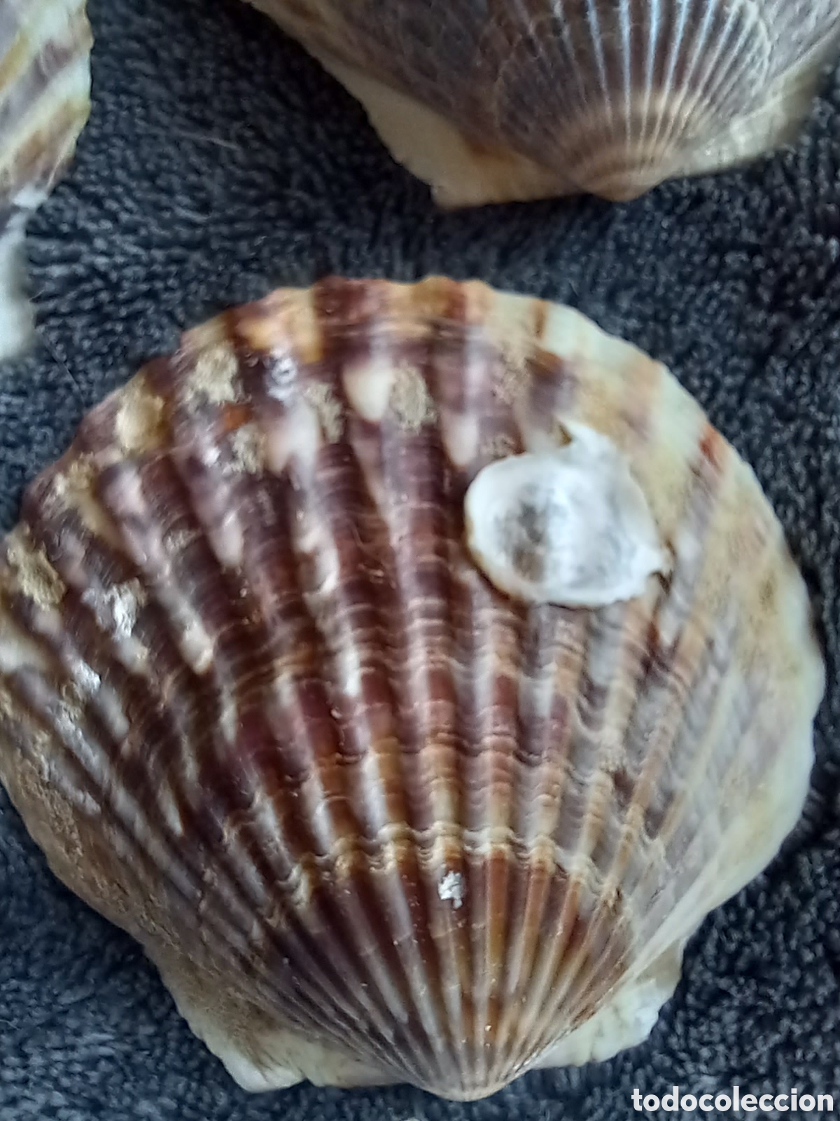 Coleccionismo de moluscos: LOTE DE CONCHAS - Foto 17