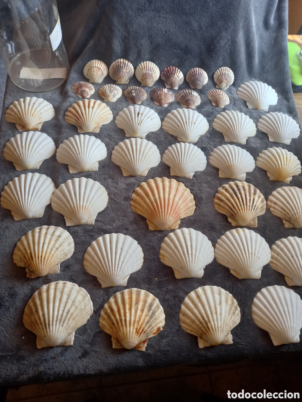 Coleccionismo de moluscos: LOTE DE CONCHAS - Foto 18