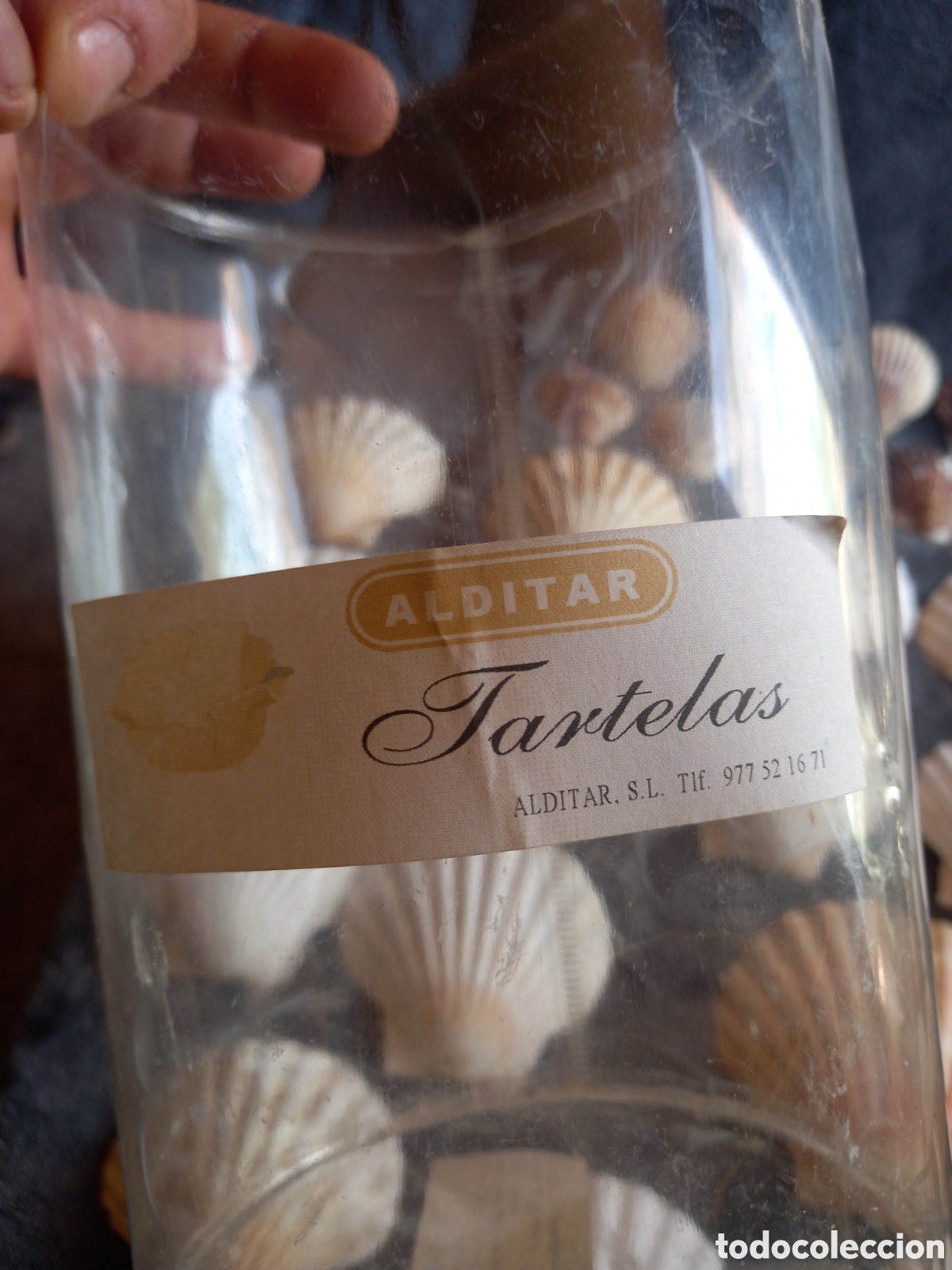 Coleccionismo de moluscos: LOTE DE CONCHAS - Foto 19
