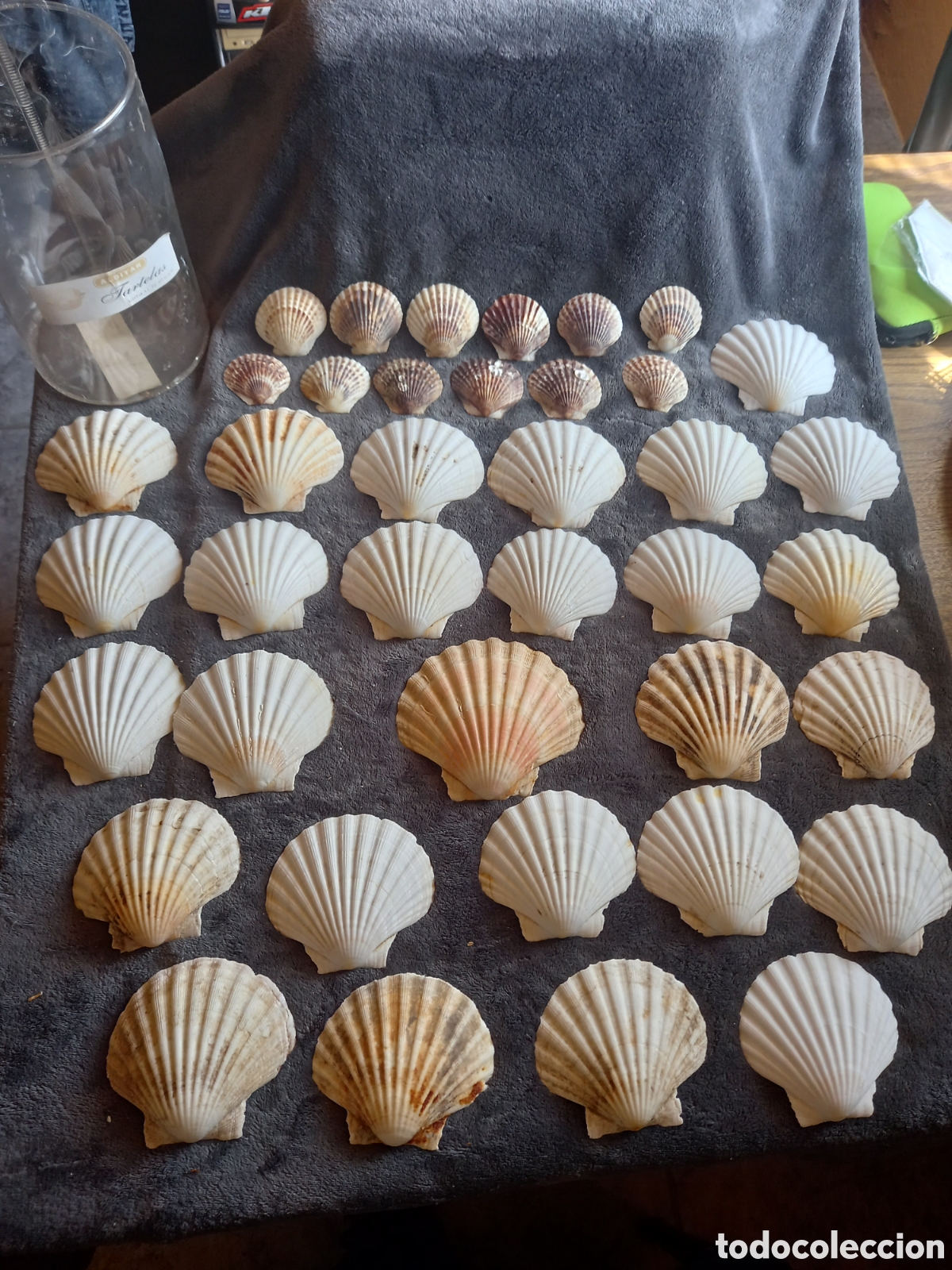 Coleccionismo de moluscos: LOTE DE CONCHAS - Foto 21