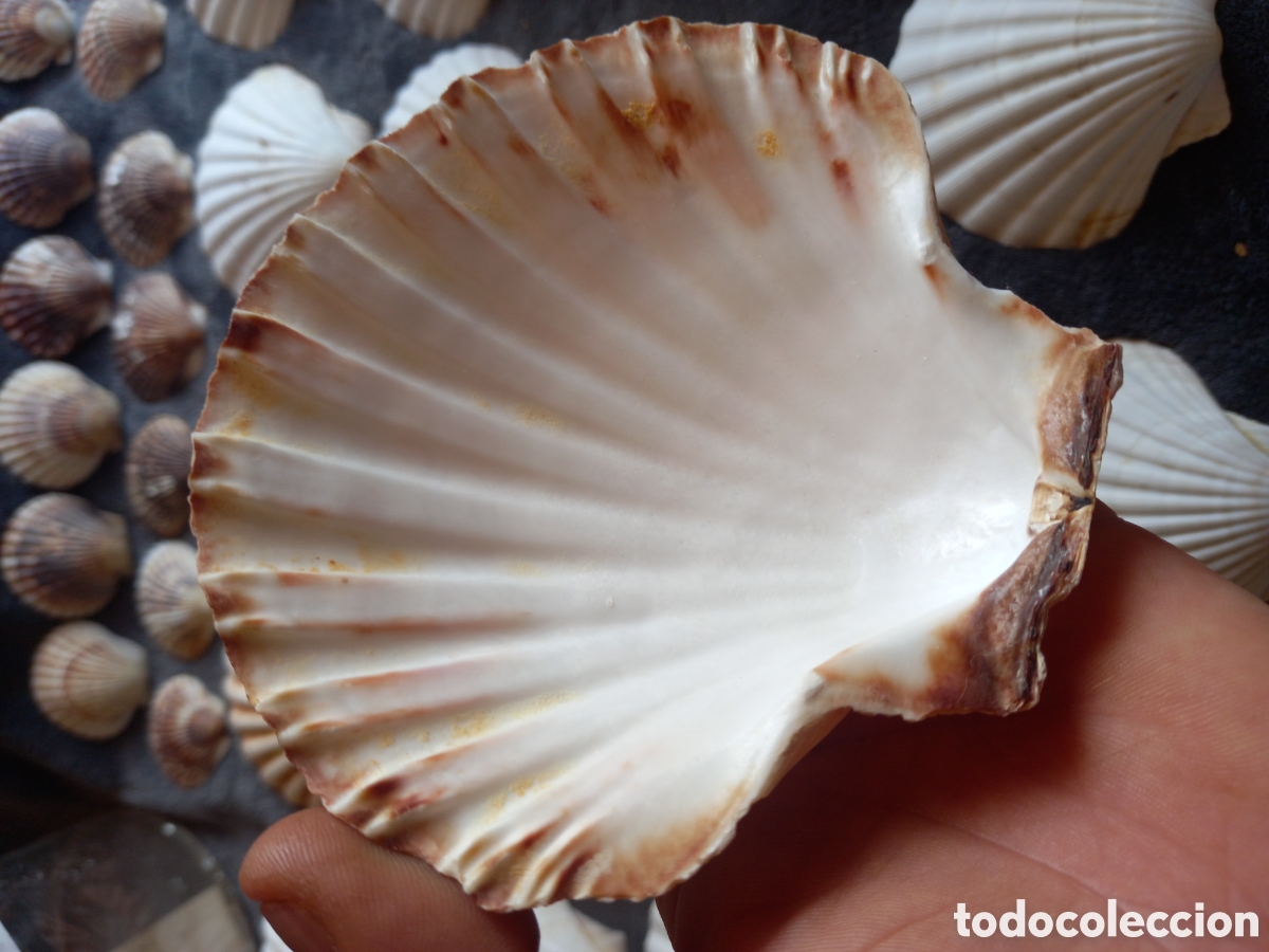 Coleccionismo de moluscos: LOTE DE CONCHAS - Foto 22
