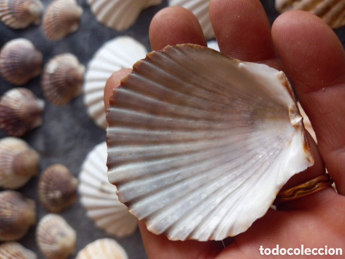 Coleccionismo de moluscos: LOTE DE CONCHAS - Foto 23