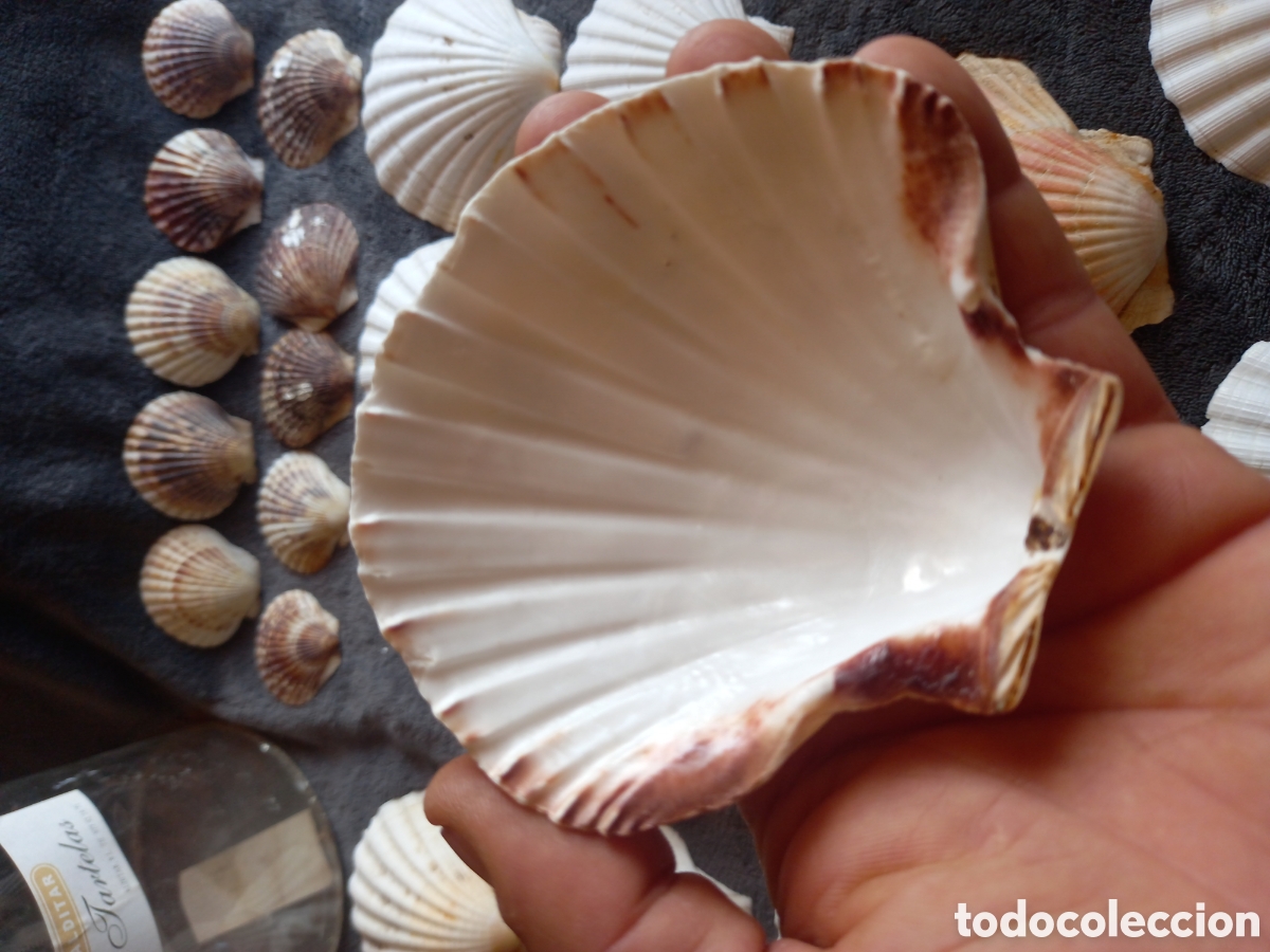 Coleccionismo de moluscos: LOTE DE CONCHAS - Foto 24