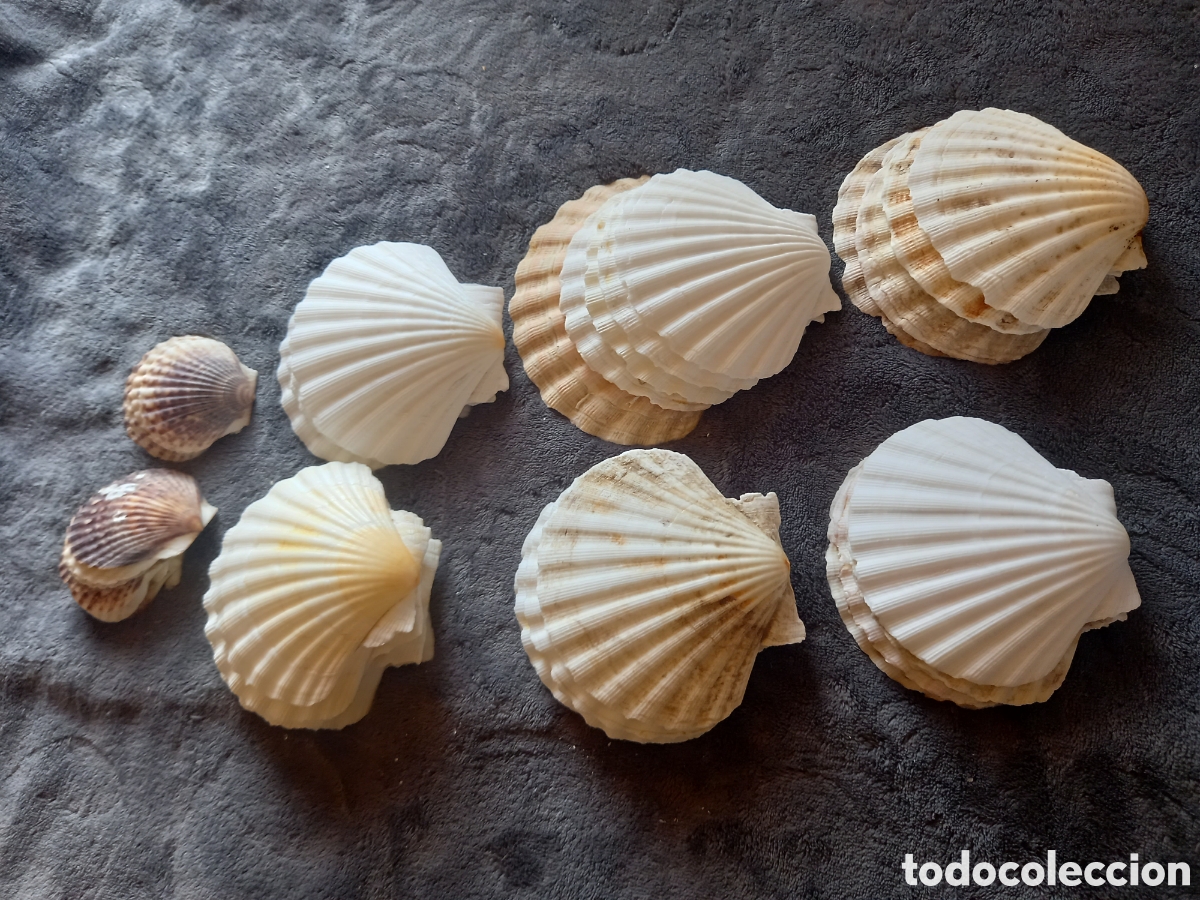 Coleccionismo de moluscos: LOTE DE CONCHAS - Foto 25