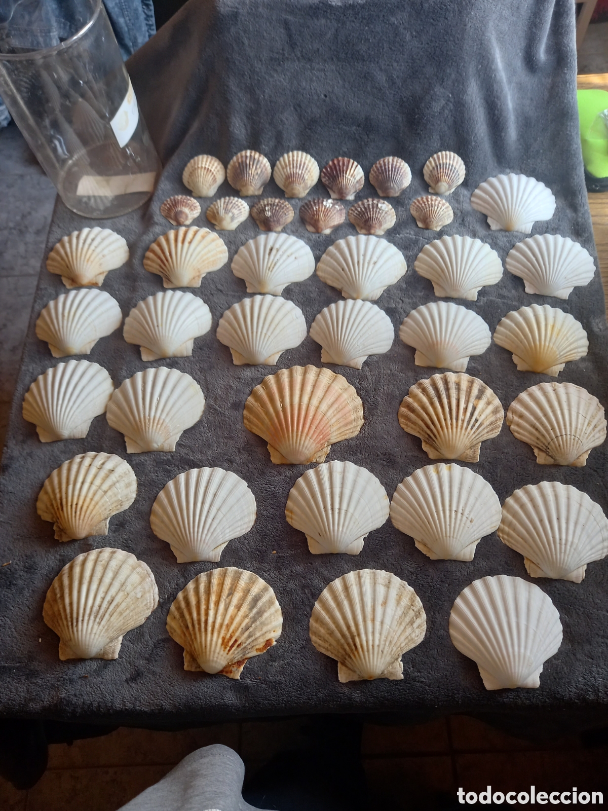 Coleccionismo de moluscos: LOTE DE CONCHAS - Foto 1