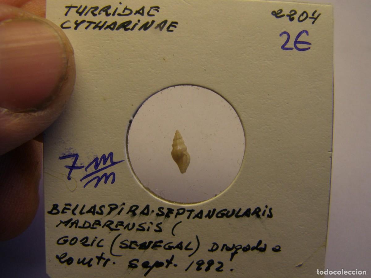 Coleccionismo de moluscos: Caracol snail shell bellaspira septangularis. Senegal. - Foto 1