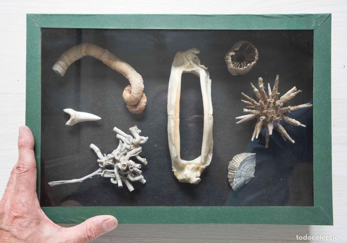 Coleccionismo de moluscos: Colecci&oacute;n de vida marina en caja. - Foto 1