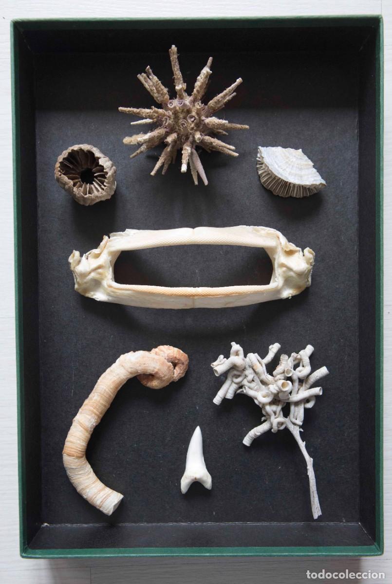 Coleccionismo de moluscos: Colecci&oacute;n de vida marina en caja. - Foto 2